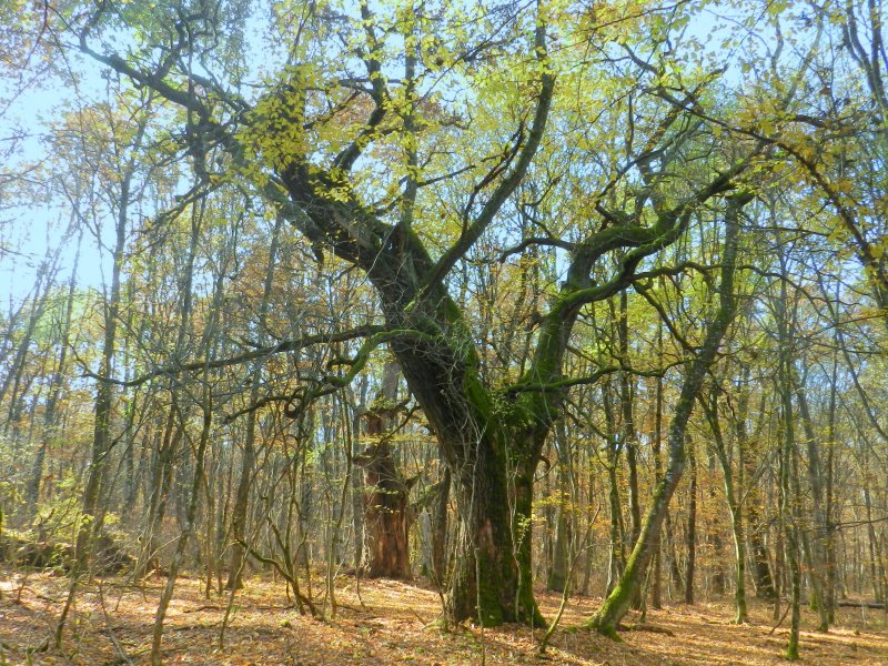 Az öreg hölgy (Mocsár-erdő)